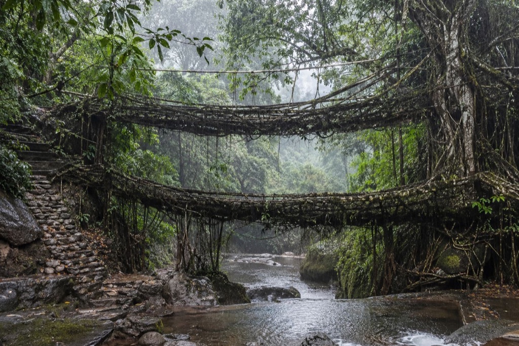 A living root bridge in Meghalaya, wet with rain.